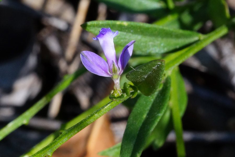 Polygala vulgaris / Poligala comune